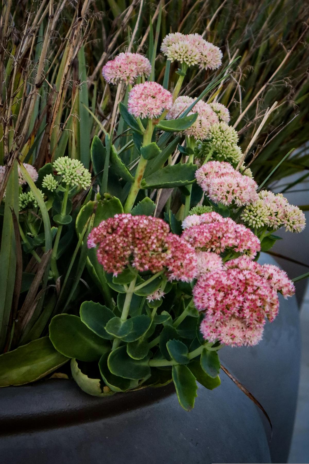 Mitä kukkia istuttaa hautausmaalle kukkimaan koko kesän / kuva pexels.com