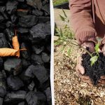 4 odottamatonta tapaa käyttää puuhiiltä puutarhassa 4 odottamatonta tapaa käyttää puuhiiltä puutarhassa