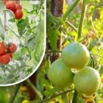 Kaksisataa grammaa ja ne ovat kypsiä: vihannesviljelijä kertoi isoisänsä menetelmästä ilman kemikaaleja Kaksisataa grammaa ja ne ovat kypsiä: vihannesviljelijä kertoi isoisänsä menetelmästä