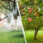 Kirvat eivät enää koskaan koske omenapuihin: tehokas kahden ainesosan ratkaisu. Kirvat eivät enää koskaan koske omenapuihin: tehokas kahden ainesosan ratkaisu.