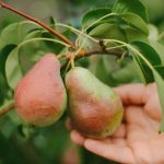 Kuinka karsia päärynäpuu oikein saadaksesi valtavan sadon: puutarhureiden vinkit Kuinka karsia päärynäpuu oikein saadaksesi valtavan sadon: puutarhureiden vinkit