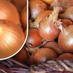 Kuinka säilyttää sipulit niin, että ne eivät itäne ennen kesää: puutarhuri on paljastanut yksinkertaisen menetelmän Kuinka säilyttää sipulit niin, että ne eivät itäne ennen kesää: