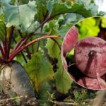 Milloin punajuurta korjataan vuonna 2025: nimetään kaksi kypsän vihanneksen merkkiä Milloin punajuurta korjataan vuonna 2025: nimetään kaksi kypsän vihanneksen merkkiä