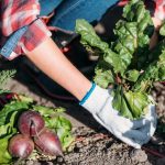 Mitä ei kannata kasvattaa vihannespuutarhassa: puutarhurit nimesivät 5 ongelmallista kasvia, jotka on helpompi ostaa Mitä ei kannata kasvattaa vihannespuutarhassa: puutarhurit nimesivät 5 ongelmallista kasvia,