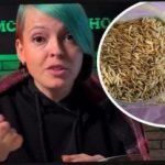 Miten valita siiderikasvit ja yllättää naapurit sadolla: puutarhuri antoi tehokkaita vinkkejä Miten valita siiderikasvit ja yllättää naapurit sadolla: puutarhuri antoi tehokkaita