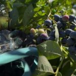 Mustikat kestävät kaikki pakkaset: puutarhuri paljasti tärkeimmät syksyn hoitosalaisuudet