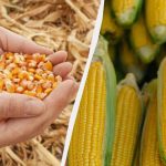 Paras aika kylvää maissia vuonna 2025: älä missaa sitä.