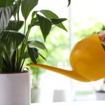 Rauhallinen lilja lakkaa kellastumasta ja herää henkiin muutamassa tunnissa: todistettu menetelmä Rauhallinen lilja lakkaa kellastumasta ja herää henkiin muutamassa tunnissa: todistettu