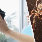 Yksi tuote puhdistaa ikkunat kiiltäviksi ja pääsee eroon hämähäkeistä: epätavallinen lifehack Yksi tuote puhdistaa ikkunat kiiltäviksi ja pääsee eroon hämähäkeistä: epätavallinen